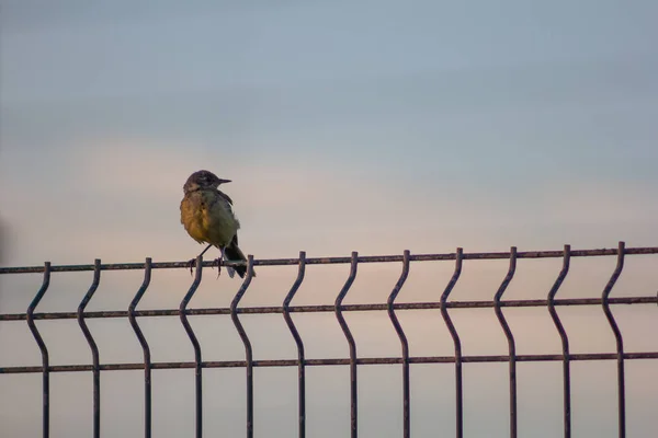 Sperling Auf Dem Zaun Vogel Niedlich Klein — Stockfoto