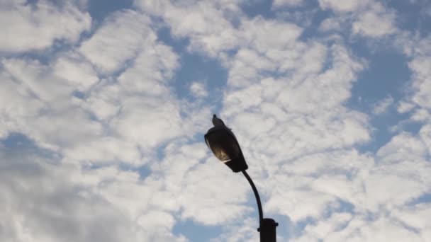 Vogel Een Paal Hemel Dierlijke Predator — Stockvideo