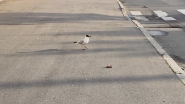 Seagull Grabs Food Animal Eat — Stock Video