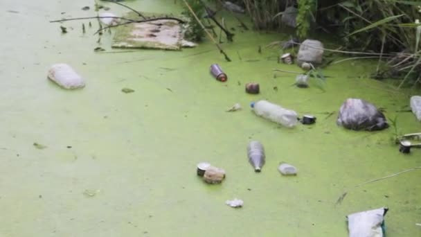 Pollution Environnement Animaux Meurent Nature Catastrophe Écologie — Video