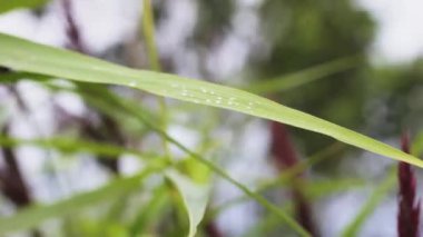 yaprak sabah yeşil su üzerinde çiy