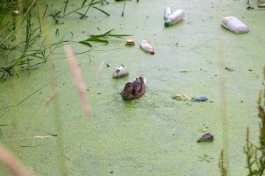 doğa hayvan kirlilik kirli çevre ördek