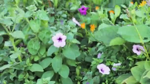 Tuin Natuur Plant Natuur Roze — Stockvideo