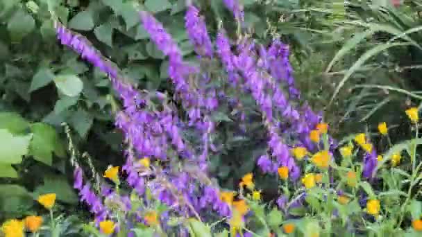 Purple Flowers Stem Violet Closeup Garden — Stock Video