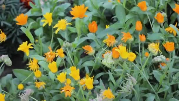 Orange Flowers Nature Garden Season — Stock Video