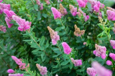 pembe çiçek tomurcuk yakın yaprakları doğal