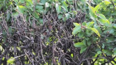 yaşayan ölü bitki küresel ısınma dönüşümü