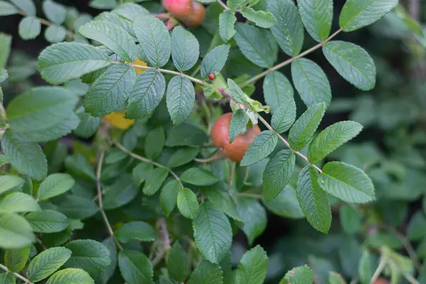 Φρούτα Ιατρική Κλαδιά Των Άγριων Τριαντάφυλλων Κήπο Φύλλα Βιταμίνη — Φωτογραφία Αρχείου