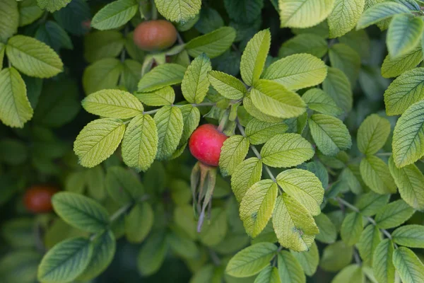Φρούτα Στα Κλαδιά Των Άγριων Ρόζων Εποχή Κοντινό — Φωτογραφία Αρχείου