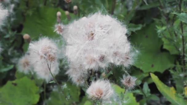 Blommande Växt Fluff Allergisk Vind Sommar — Stockvideo