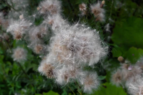 Blühende Pflanze Flaum Allergischen Wind Sommer — Stockfoto