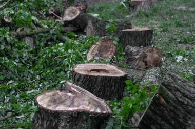 ağaçları kesme orman düşmüş peyzaj ahşap