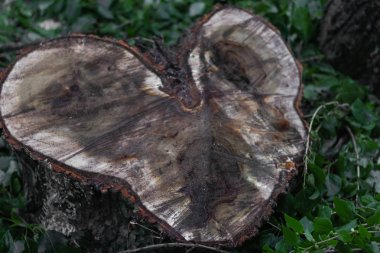kütük işareti kalp ahşap aşk zamanı yaşlanma