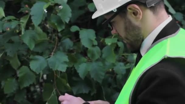 Agronom Zajmuje Się Pomiarami Badania Pracy Ekologicznej Produkcji Zielonej — Wideo stockowe