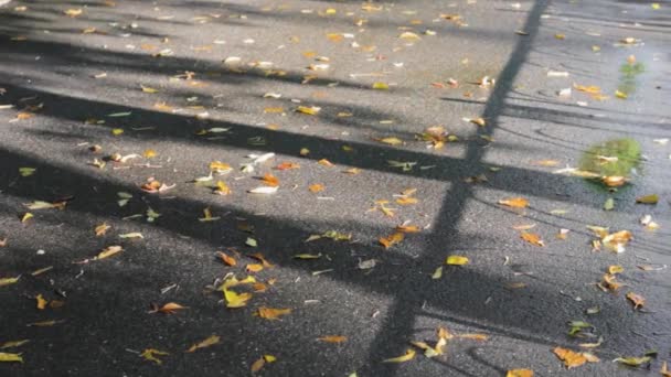 葉の秋アスファルト黄色い通りの自然秋 — ストック動画