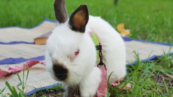 Kanin Parken Picknick Husdjur Fluffigt Rolig — Stockvideo