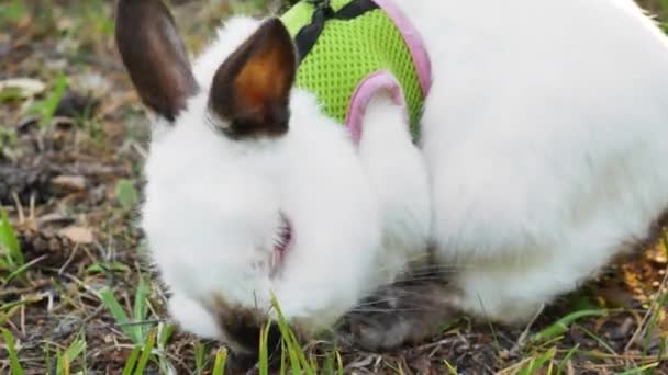 公園を歩くウサギはペットグリーンハッピーバニーを食べる — ストック動画