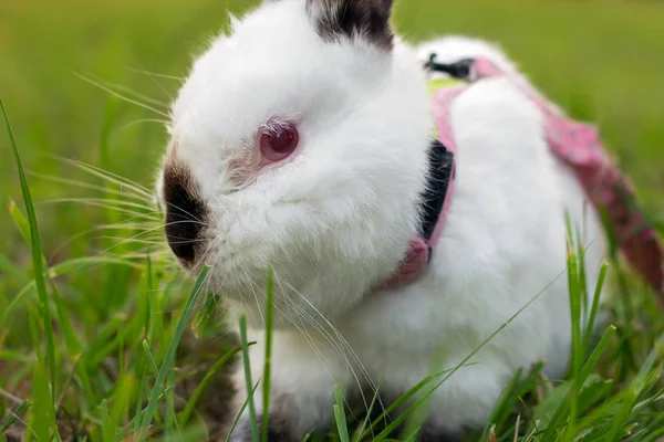 捕食者の白い少しを恐れて草の中に潜むバニー — ストック写真