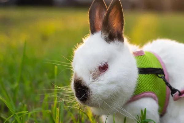 Konijn Een Park Een Leiband Portret Bunny — Stockfoto