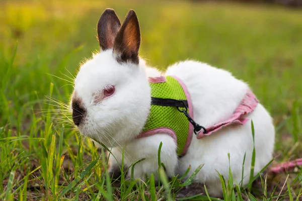 Konijn Het Park Picknick Huisdier Pluizig Grappig — Stockfoto