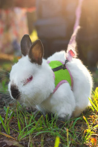 Konijn Het Park Walking Eat Huisdier Groene Happy Bunny — Stockfoto