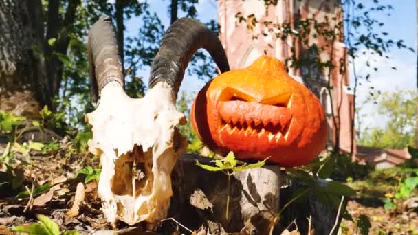 Schedel Pompoen Halloween Vakantie Ingericht Jack Lantaarn Traditionele — Stockvideo