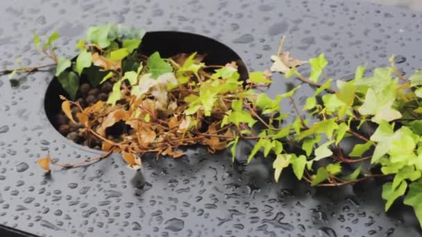 Latar belakang tanaman kelembaban pola bertekstur hijau menjatuhkan air — Stok Video