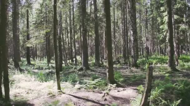 forêt magique dans le brouillard, un arbre tombé, les rayons font leur chemin jungle