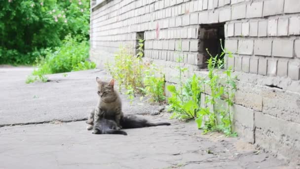 Obdachlose Katze Junge Mutter Füttert Kätzchen Liegend Stillen Niedlich Flauschig — Stockvideo