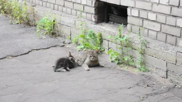 Bezdomny Kot Młody Mama Karmienie Kocięta Leżące Karmienie Piersią Słodkie — Wideo stockowe