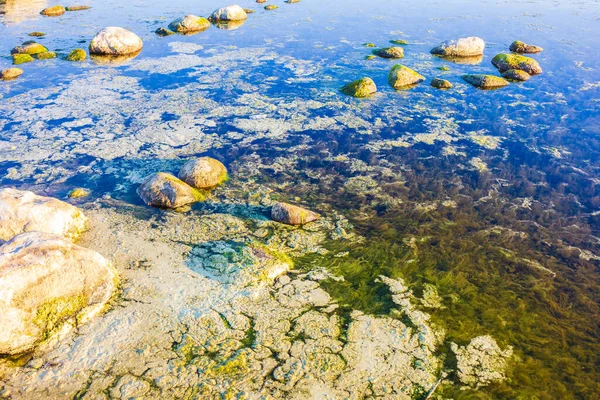 Algas verdes de color burbujeante respirar en el agua en la costa — Foto de Stock
