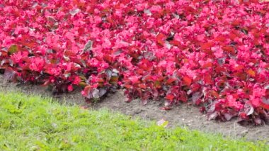 Çiçekli serçe zıplar ve sevinir yaz güneşi çiçek açar.