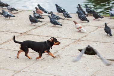 Mutlu köpek yavrusu güvercinleri kovalıyor özgürlük kulakları komik evcil hayvanları avlıyor