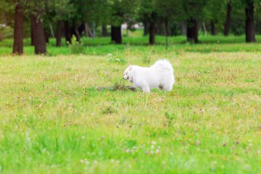 Samoyed beyaz pofuduk köpek çimenlikte çiçek koklar mutlu