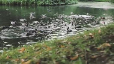 Ördekler kıyıda dinlenir ve gölde yüzer.