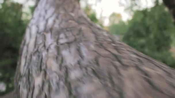 Climbing the tree trunk park play falling from height — Stock Video