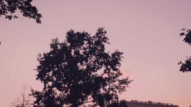 Pink sunset silhouette of a tree in the park — Stock Video