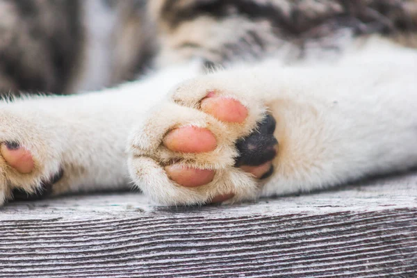 Pembe kedi arka pençeleri Marco sevimli cilt tüylü ayakları