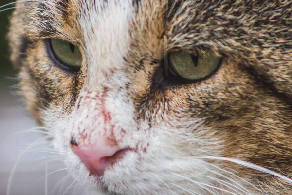 Gato Pensativo Macro Retrato Calma Reflexivo Hocico Cara Ojos Animal — Foto de Stock