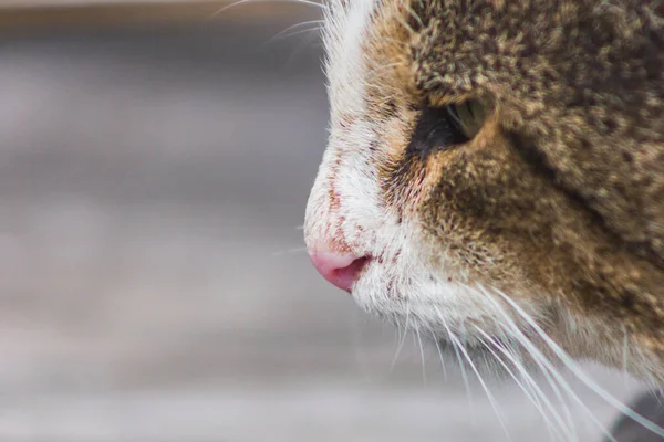 Σκεπτική Γάτα Μακροεντολή Πορτρέτο Ηρεμία Στοχαστική Ρύγχος Πρόσωπο Μάτια Ζώο — Φωτογραφία Αρχείου