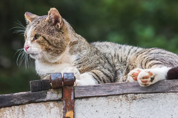 Rahatlamış Kedi Dışarıda Dinleniyor Tembellik Rahat Huysuz Sallanan Pençeler Evcil — Stok fotoğraf