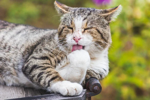 Kedi kaba dil yıkar makro tımar eden evcil hayvan bakıcısı pençesi