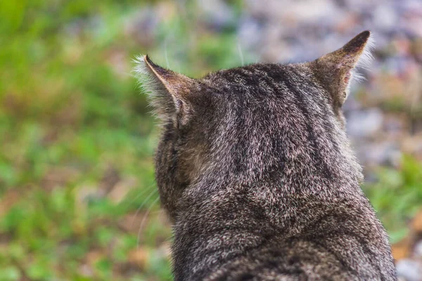 Gato visão traseira grande audição lã padrão ao ar livre bonito — Fotografia de Stock