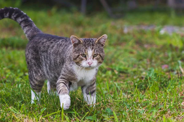 Arrastrándose serio gato cazador es scouting el territorio interés animal — Foto de Stock