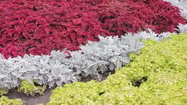 Canteiro Flores Com Flores Multicoloridas Floricultura Linha Projeto Geometria Cobrir — Vídeo de Stock