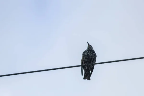 Samotny Ptak Samotny Siedzi Drucie Wolność Sen Dziki — Zdjęcie stockowe