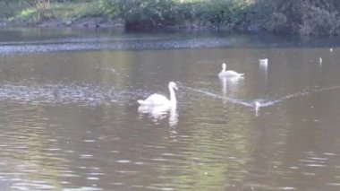 Göl kenarında kuğular ve ördekler trafiği beyaz kuş manzarası yazı