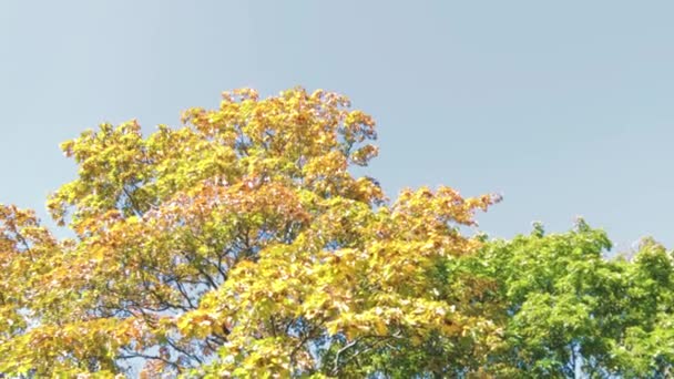 Drzewo Zielonymi Żółtymi Pomarańczowymi Liśćmi Październik Jesień Liście Kolorowe — Wideo stockowe