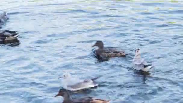 Patos Gaivotas Lutam Por Comida Natureza Água Fome Alimentação — Vídeo de Stock