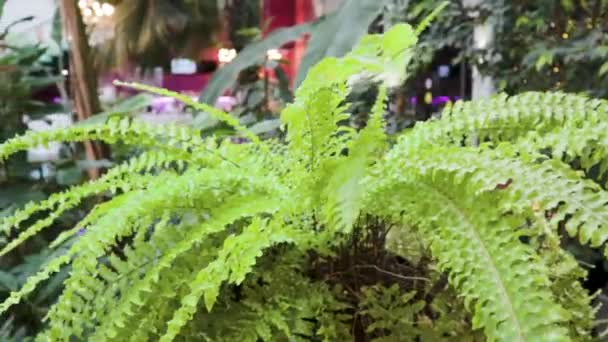 Рослини папороті в тепличному кафе концепція декоративного зростання — стокове відео
